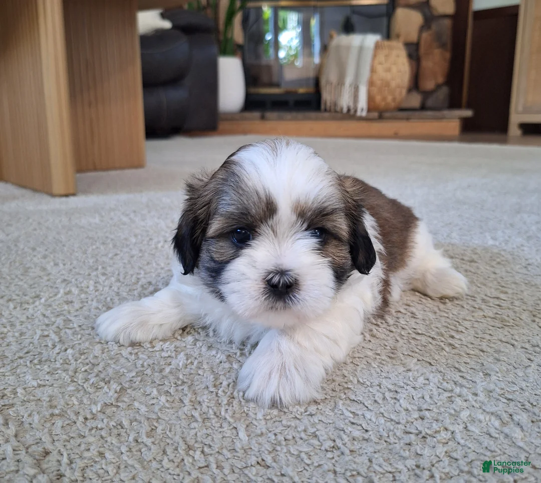 Shih Tzu dogs for sale: Lola - Ad 5