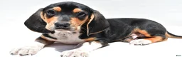 Beagle dogs for sale: Robert - Ad 6