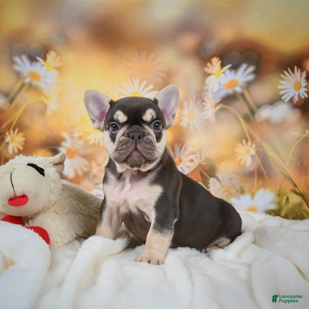 Gallery Image {{count}}