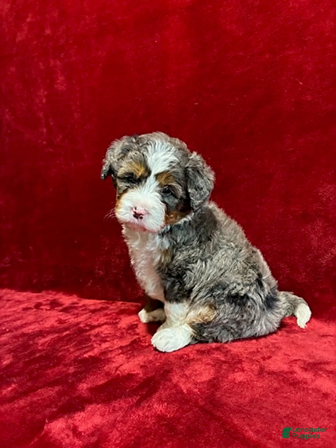 Mini Bernedoodle dogs for sale: Gunner - Ad 2