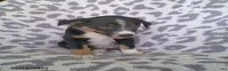 Miniature Australian Shepherd dogs for sale: Lexi - Ad 3