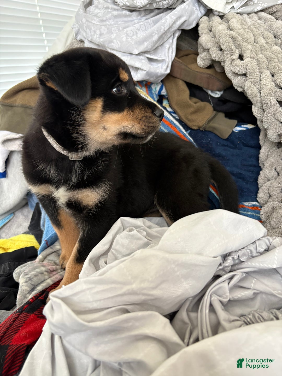 Mixed Breed dogs for sale: Rottsky Puppy 5 - Ad 2