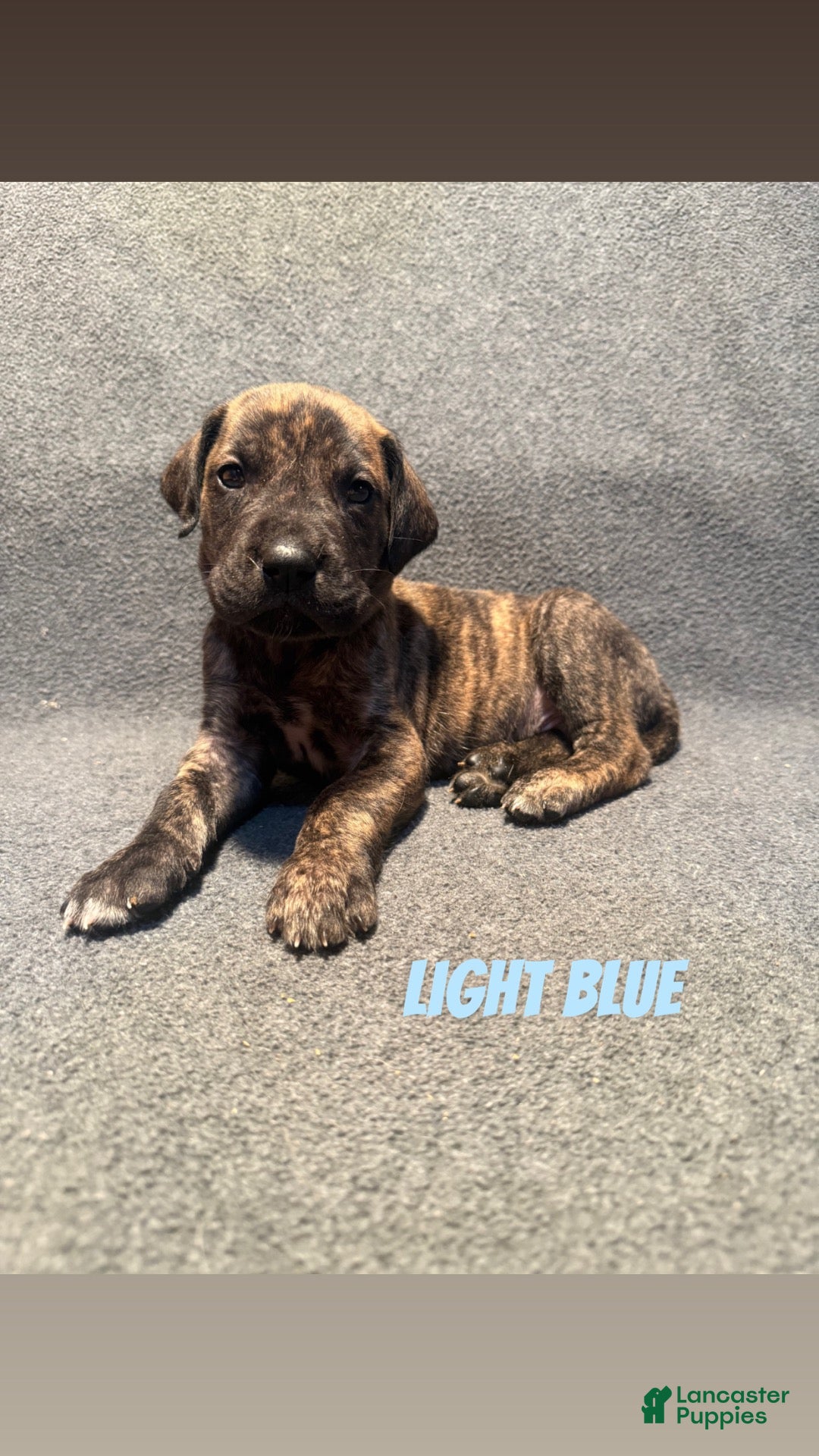 Great Dane dogs Light blue collar - Ad 42