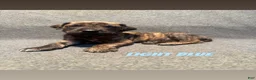 Great Dane dogs for sale: Light blue collar - Ad 1