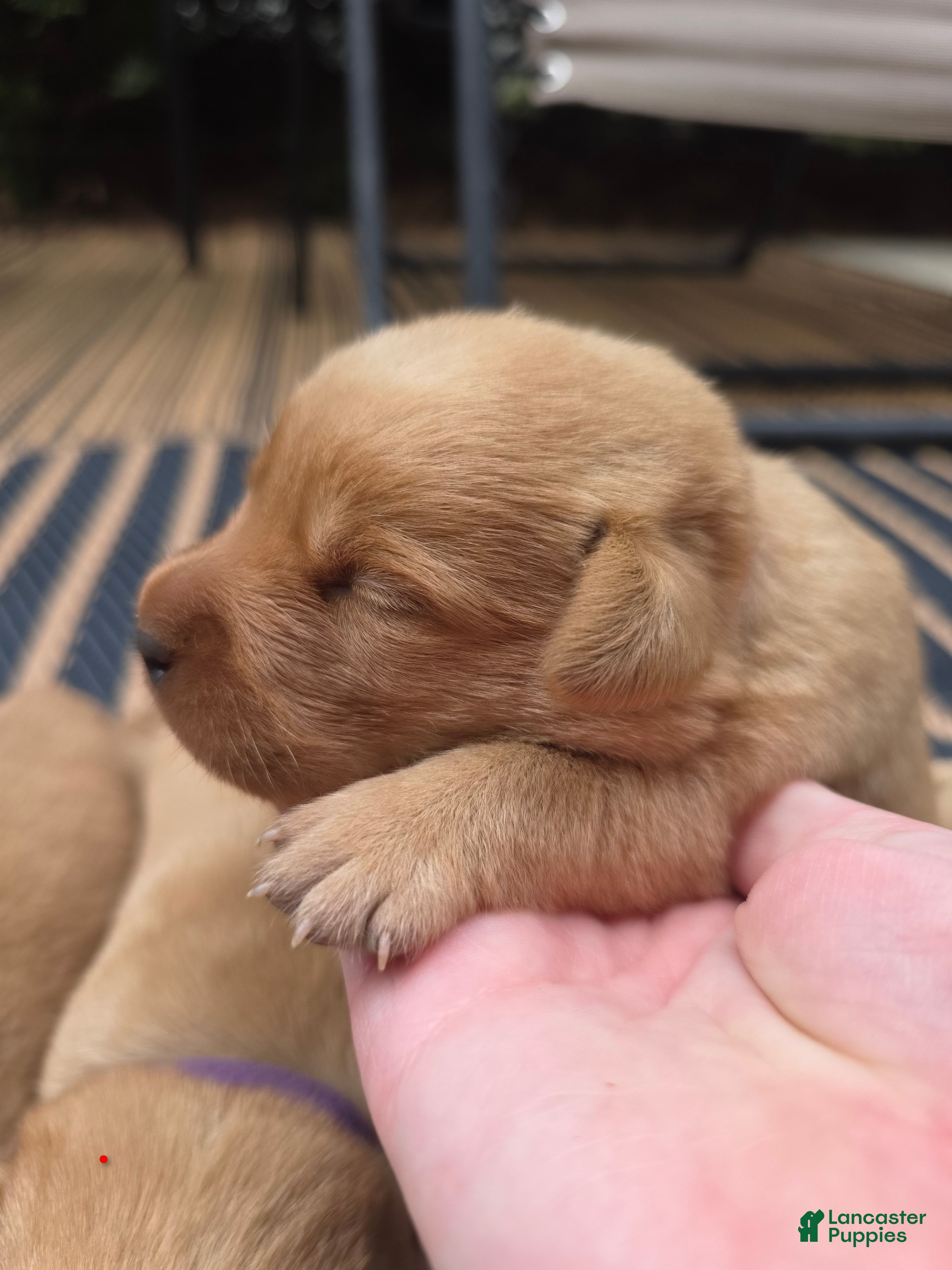 Labrador Retriever dogs Helen ♥️ Fox Red English Lab  - Ad 2