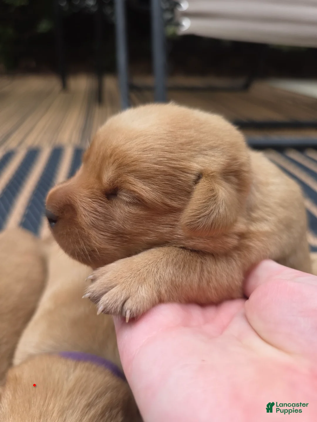 Labrador Retriever dogs for sale: Helen ♥️ Fox Red English Lab  - Ad 2