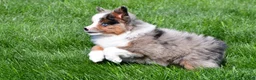 Miniature Australian Shepherd dogs for sale: Skye - Ad 10