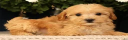 Havapoo dogs for sale: Kelly - Ad 9