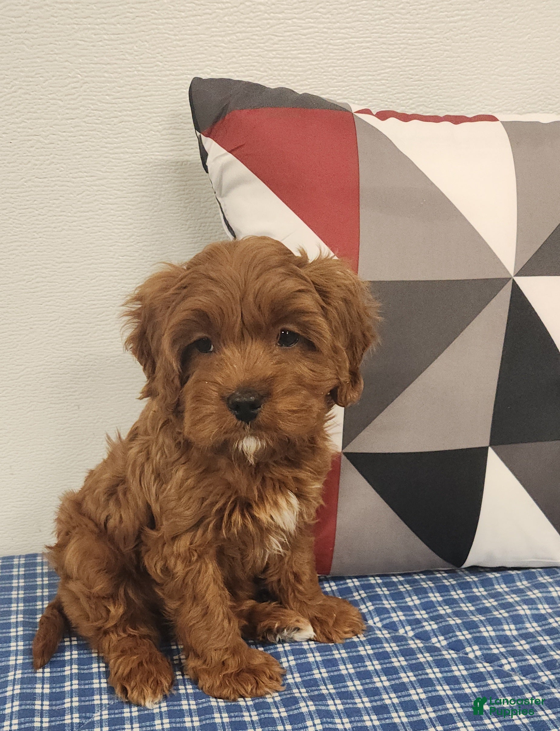 Cavapoo dogs Rex - Ad 37