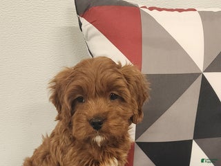 Cavapoo dogs Rex - Ad 38