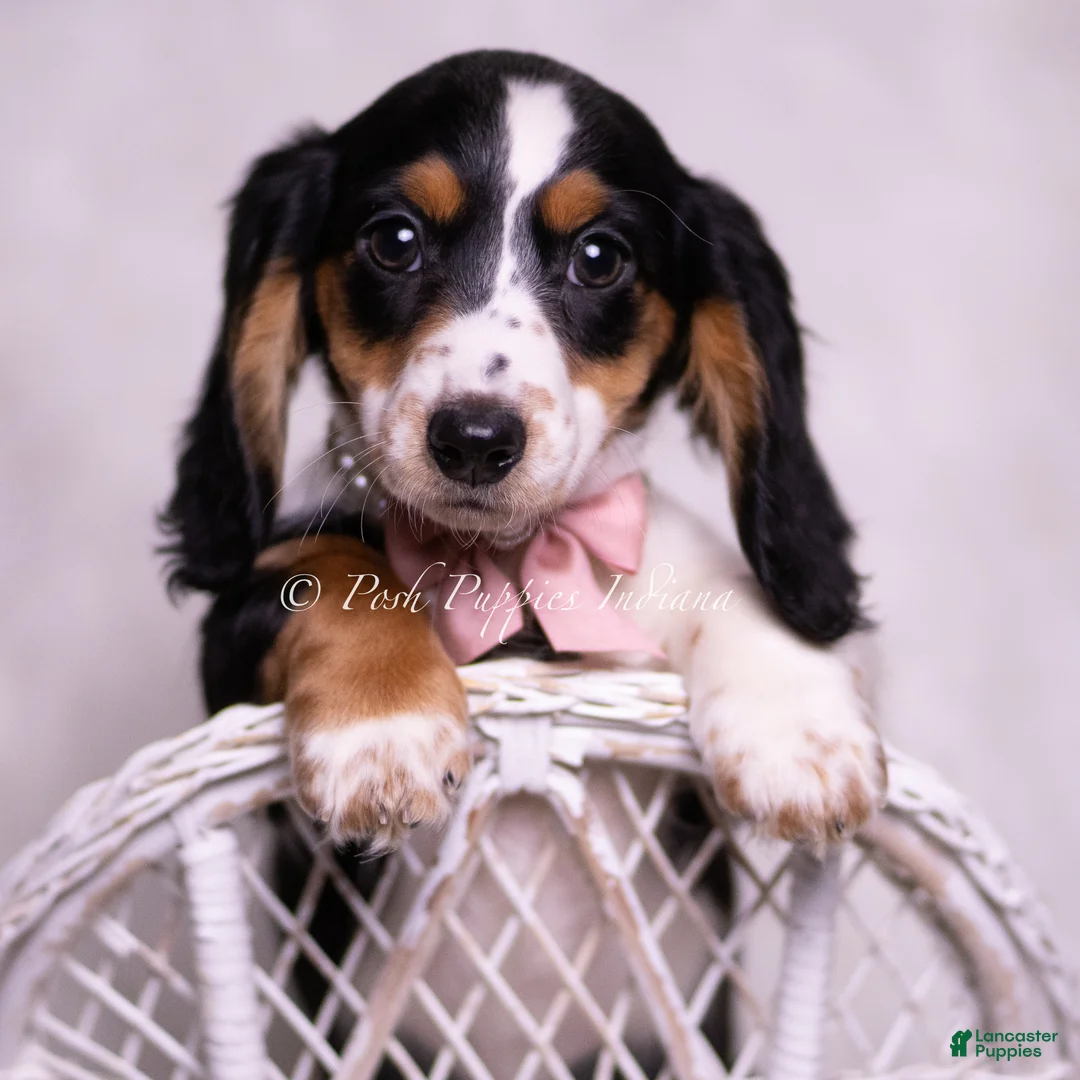 Miniature Dachshund dogs for sale: Jennie - Ad 1