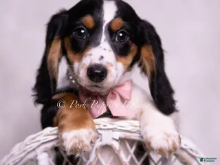 Miniature Dachshund dogs Jennie - Ad 4