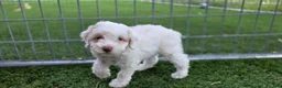 Miniature Poodle dogs for sale: Gilman Miniature Poodle Puppy  - Ad 2