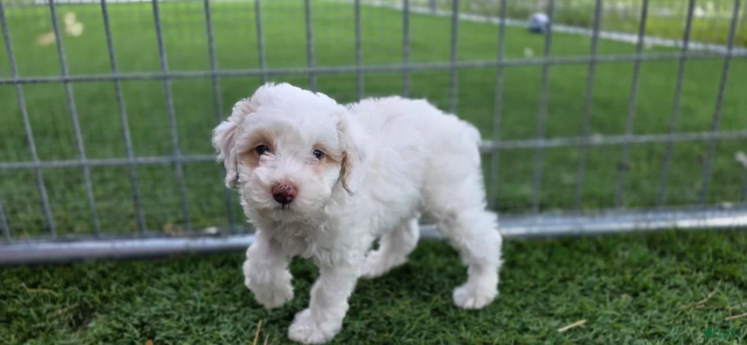 Miniature Poodle dogs for sale: Gilman Miniature Poodle Puppy  - Ad 2