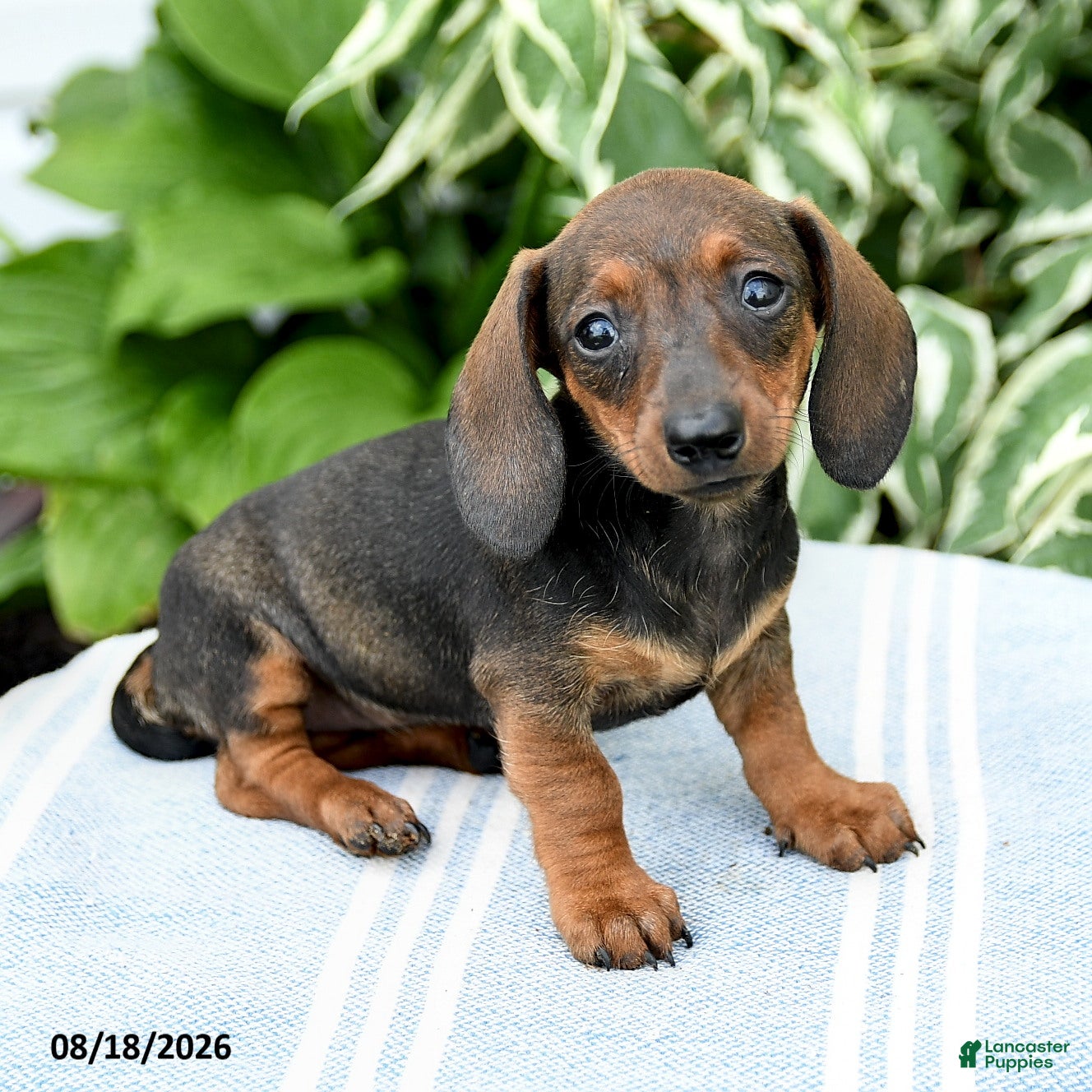 Miniature Dachshund dogs Maya - Ad 1