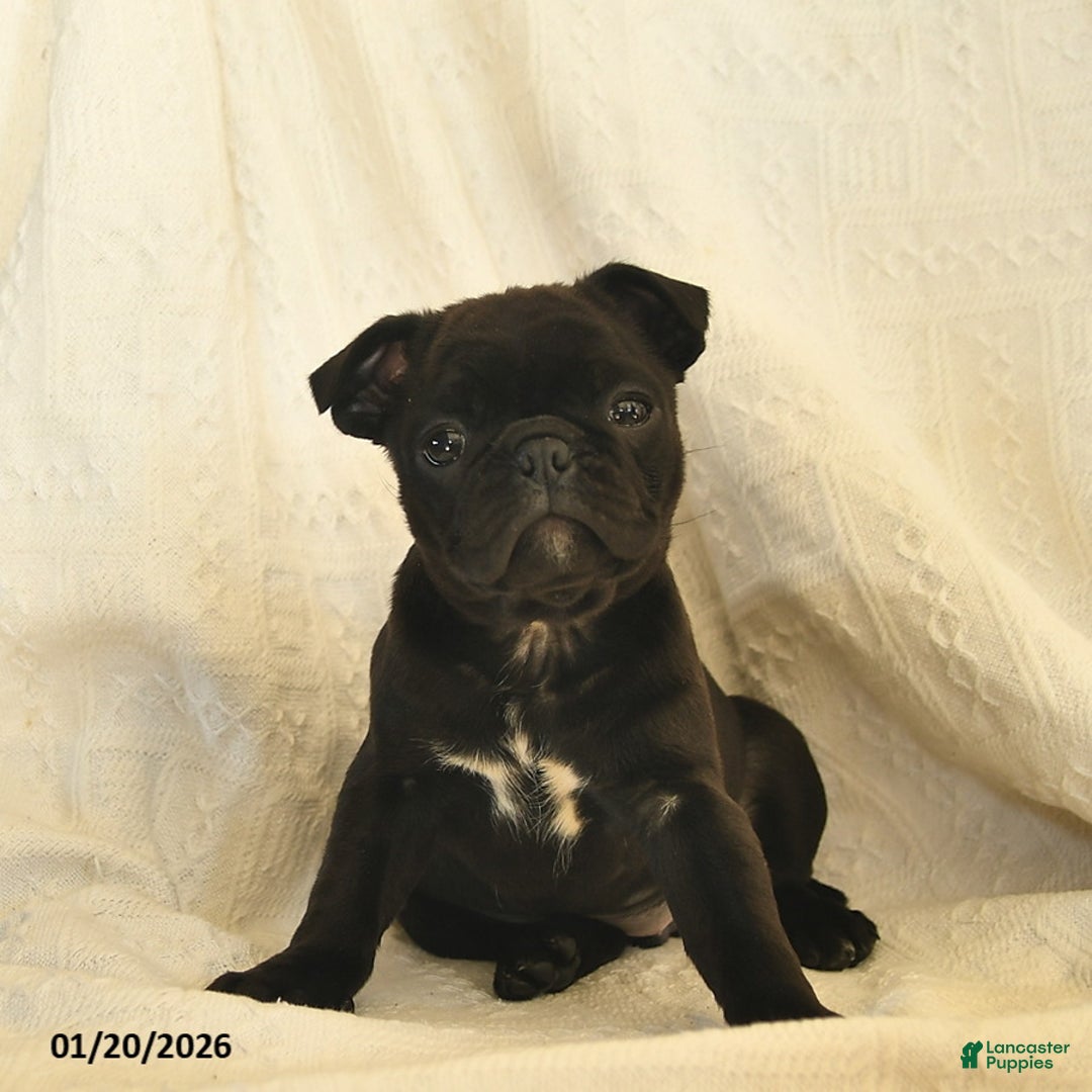 Mixed Breed dogs for sale: Bell  - Ad 2