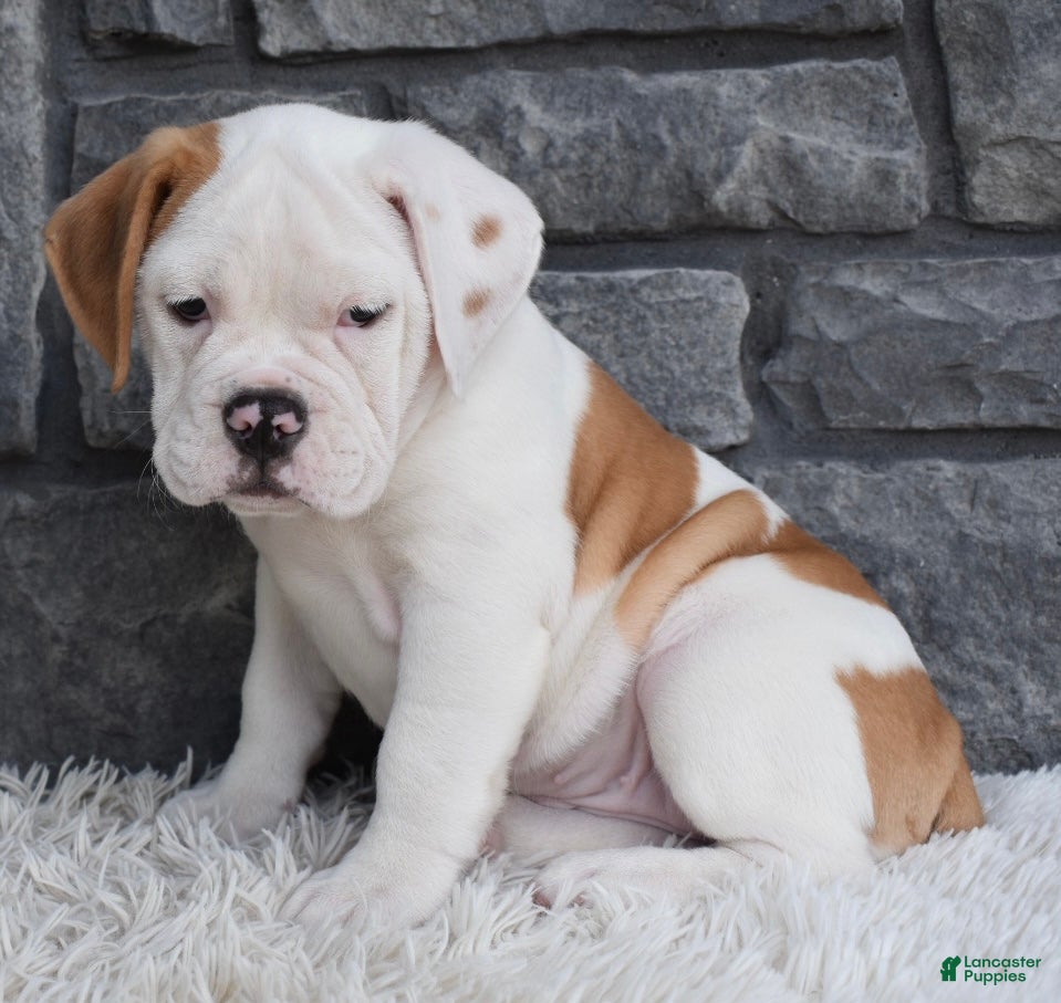 Beabull dogs Abby - Ad 2