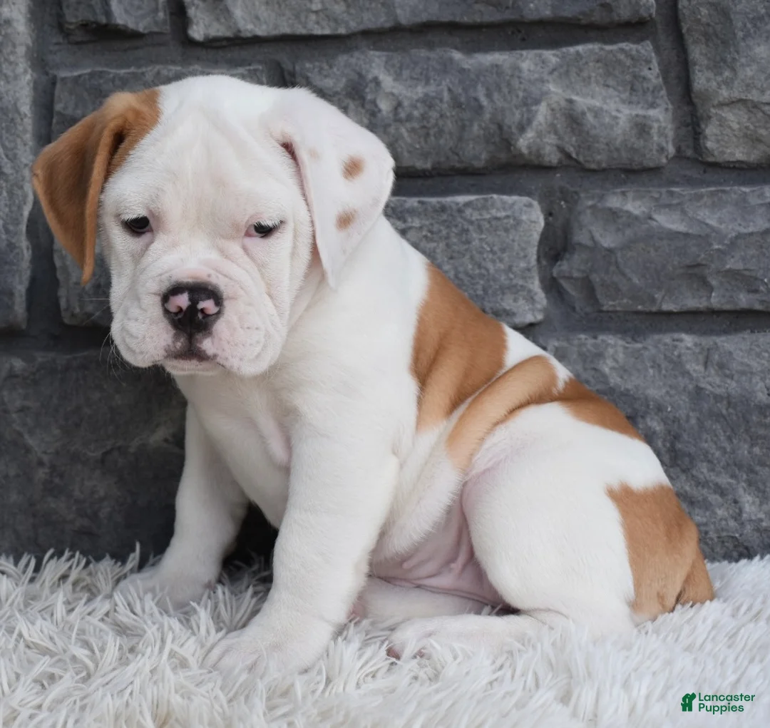 Beabull dogs for sale: Abby - Ad 2