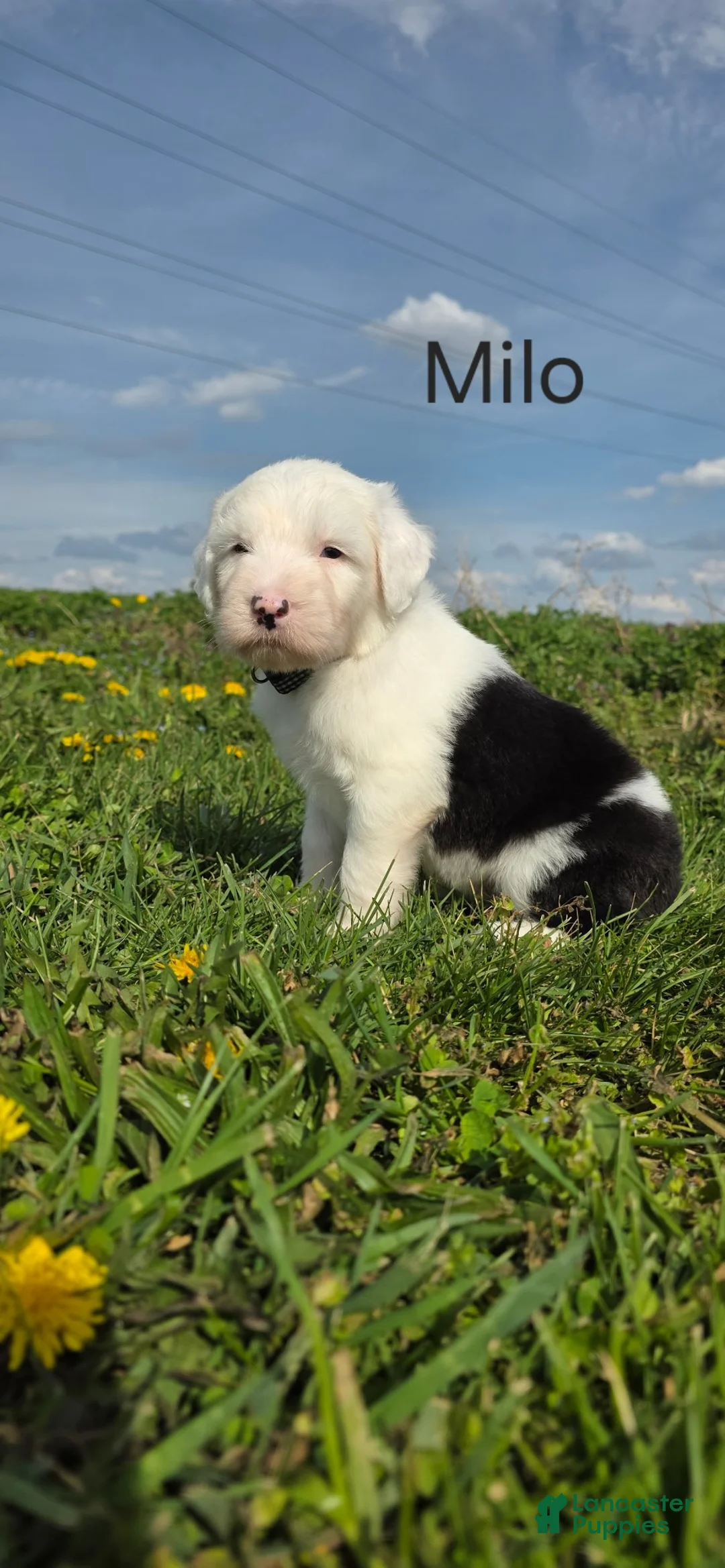 Old English Sheepdog dogs for sale: Milo - Ad 1