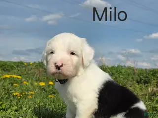 Old English Sheepdog dogs Milo - Ad 7