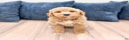 Mini Goldendoodle dogs for sale: Gus - Ad 3
