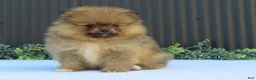 Pomeranian dogs for sale: Peanut 🩵🐾 - Ad 12