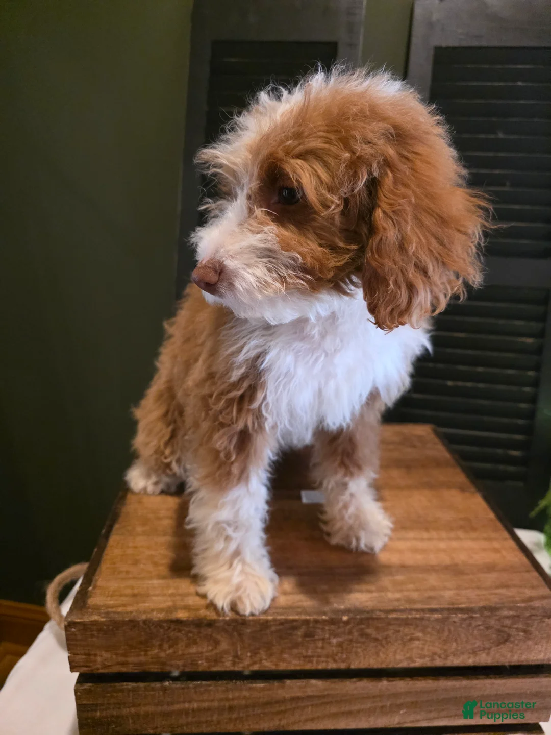 Mini Aussiedoodle dogs for sale: Rosie  - Ad 10