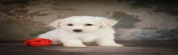 Bichon Frise dogs for sale: Bobby - Ad 1