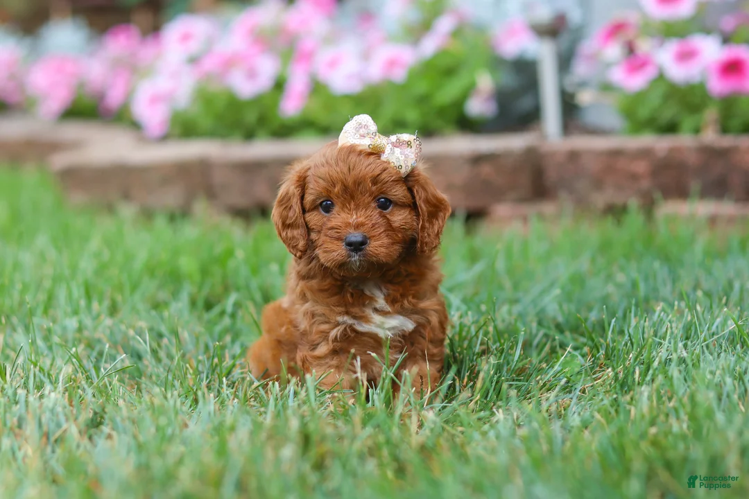 Cavapoo dogs for sale: Ellie - Ad 1