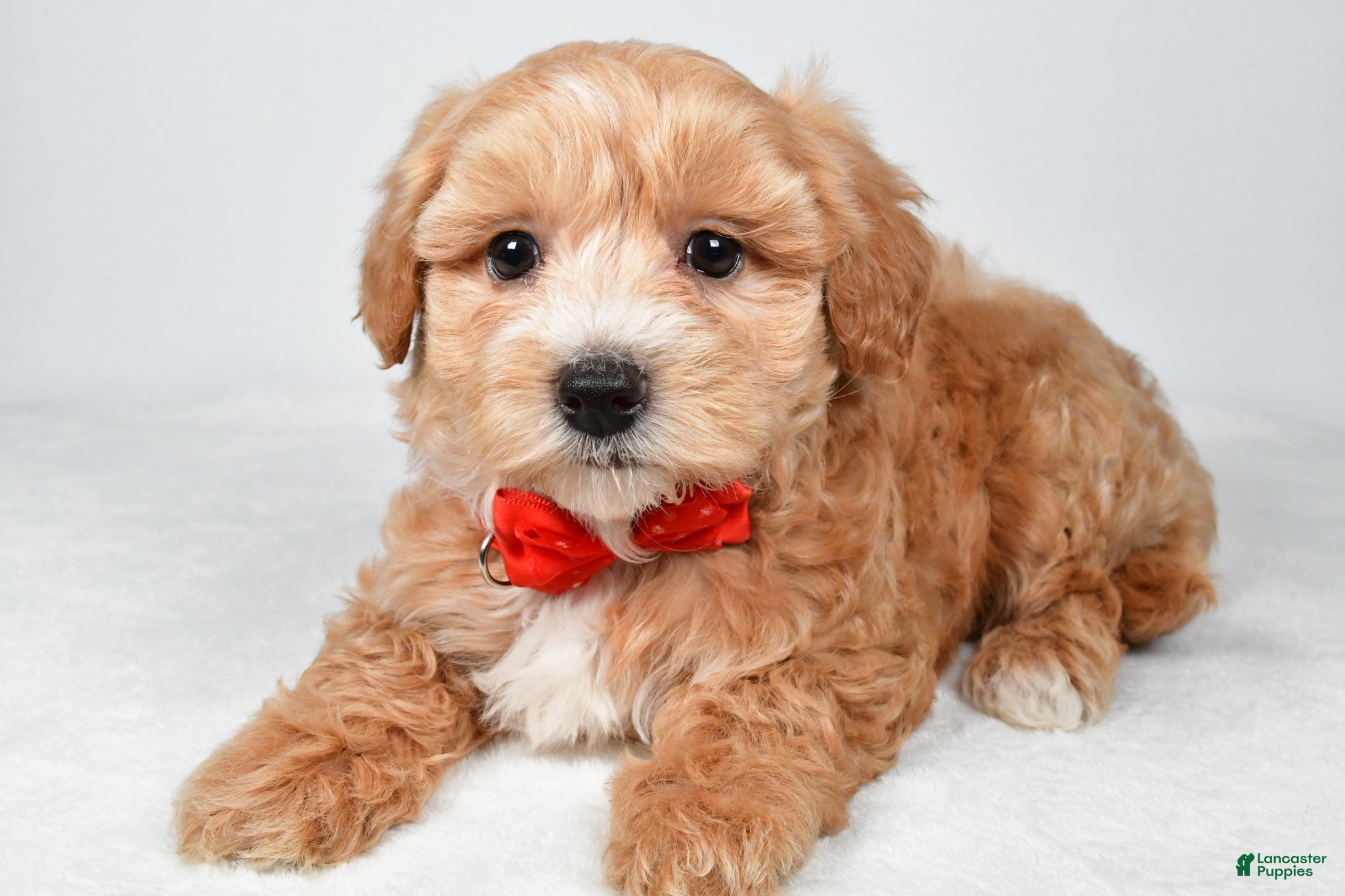 Maltipoo dogs Will - Ad 2