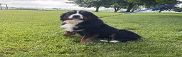 Bernese Mountain Dog dogs for sale: Bridget - Ad 4