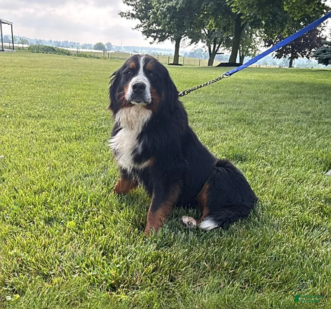 Bernese Mountain Dog dogs for sale: Bridget - Ad 4