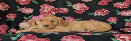 Golden Retriever dogs for sale: Camdyn - Ad 4