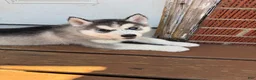 Siberian Husky dogs for sale: Chonkers - Ad 3