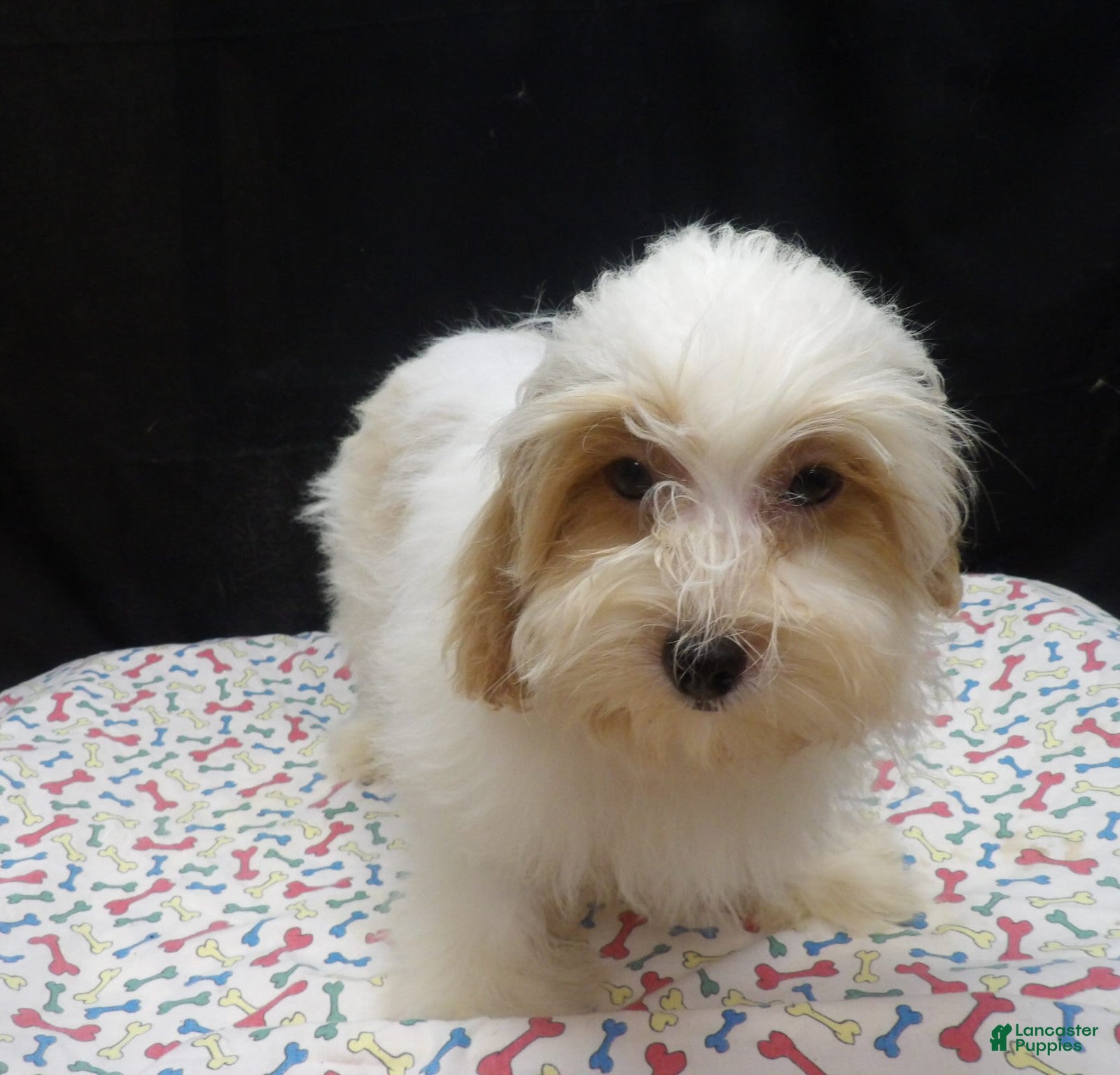 Shihpoo dogs for sale: Jacky  - Ad 27