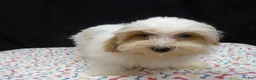 Shihpoo dogs for sale: Jacky  - Ad 1