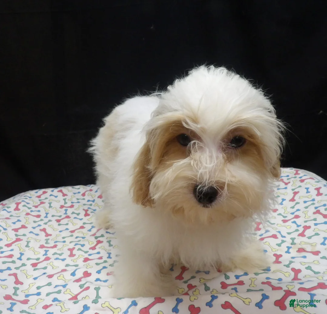 Shihpoo dogs for sale: Jacky  - Ad 1