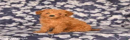 Maltipoo dogs for sale: Isabelle - Ad 2