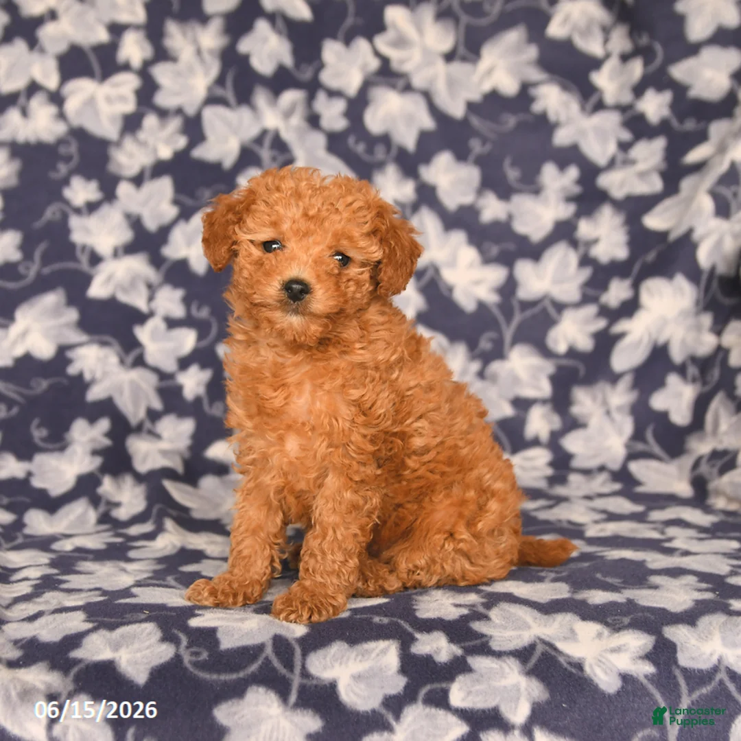 Maltipoo dogs for sale: Isabelle - Ad 2