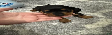 Miniature Dachshund 3