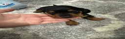Miniature Dachshund dogs for sale: Miniature Dachshund 3 - Ad 1