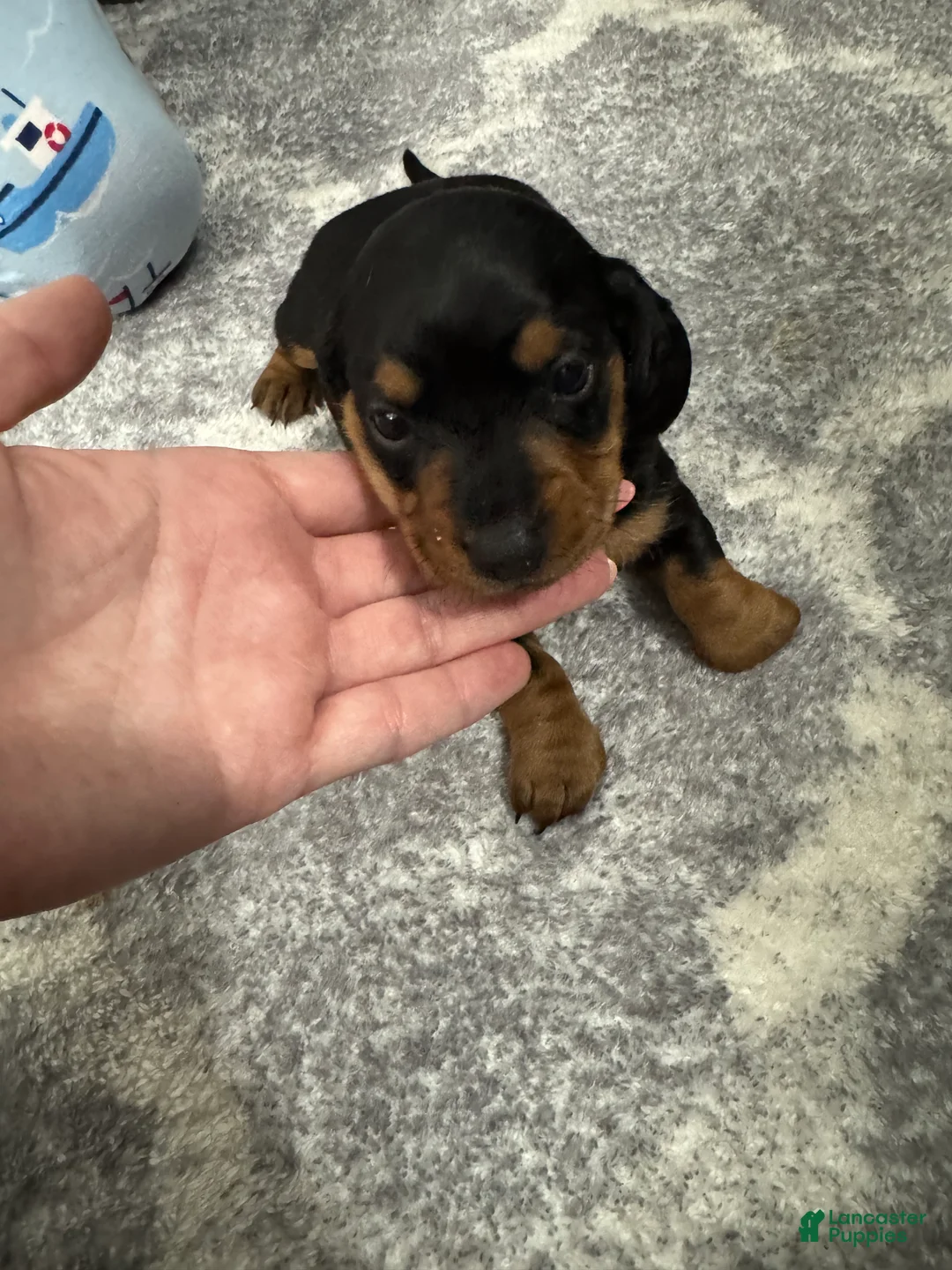 Miniature Dachshund dogs for sale: Miniature Dachshund 3 - Ad 1
