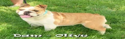 English Bulldog dogs for sale: Diesel - Ad 10