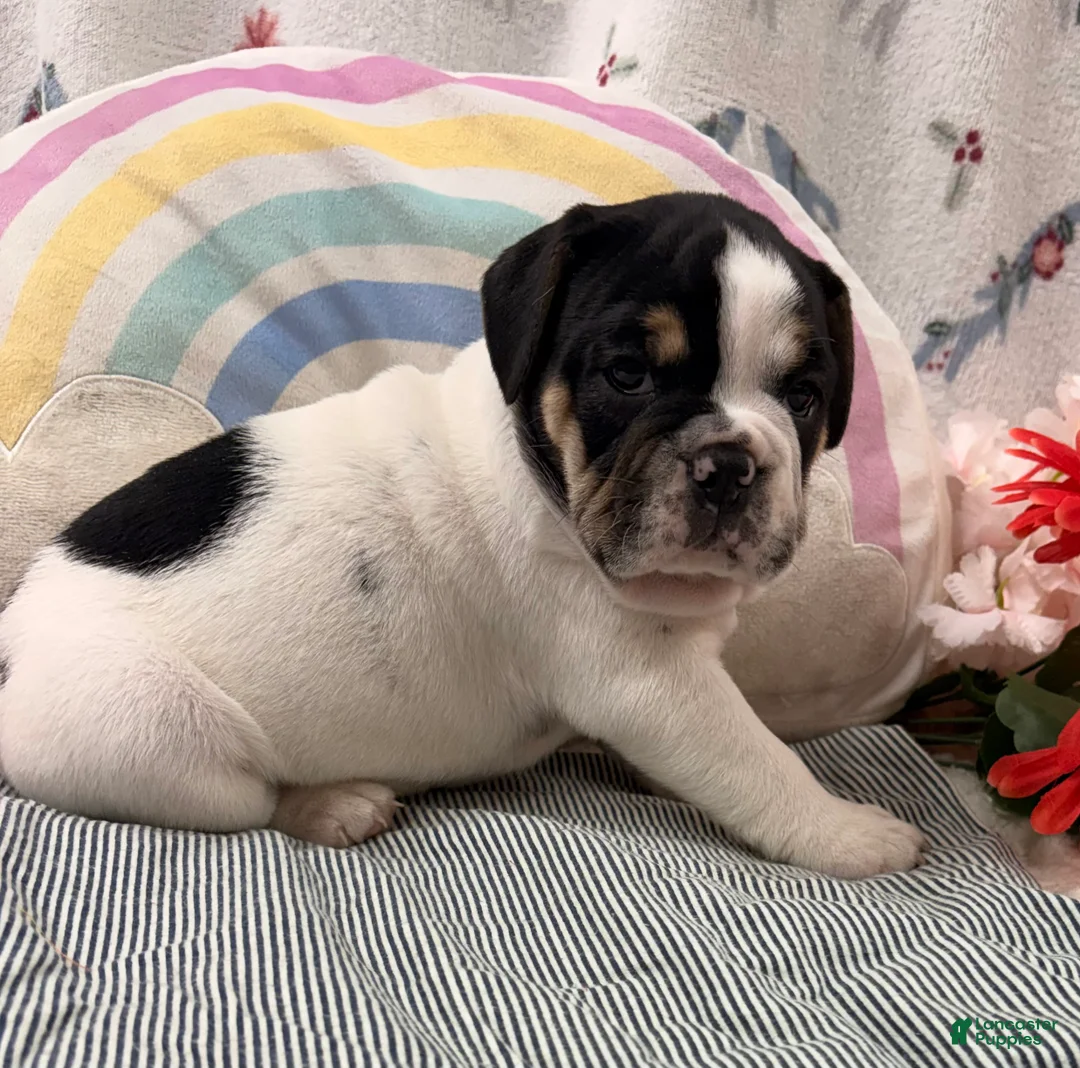 English Bulldog dogs for sale: Loren - Ad 2