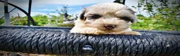 Havapoo dogs for sale: Sugar - Ad 3