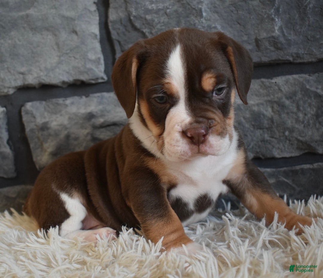 Mixed Breed dogs for sale: Bella  - Ad 5