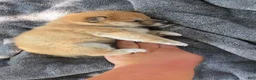 Shiba Inu dogs for sale: Betsy - Ad 6