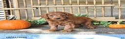 Mini Goldendoodle dogs for sale: Cade - Ad 4