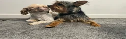 Shorkie dogs for sale: Luigi - Ad 4