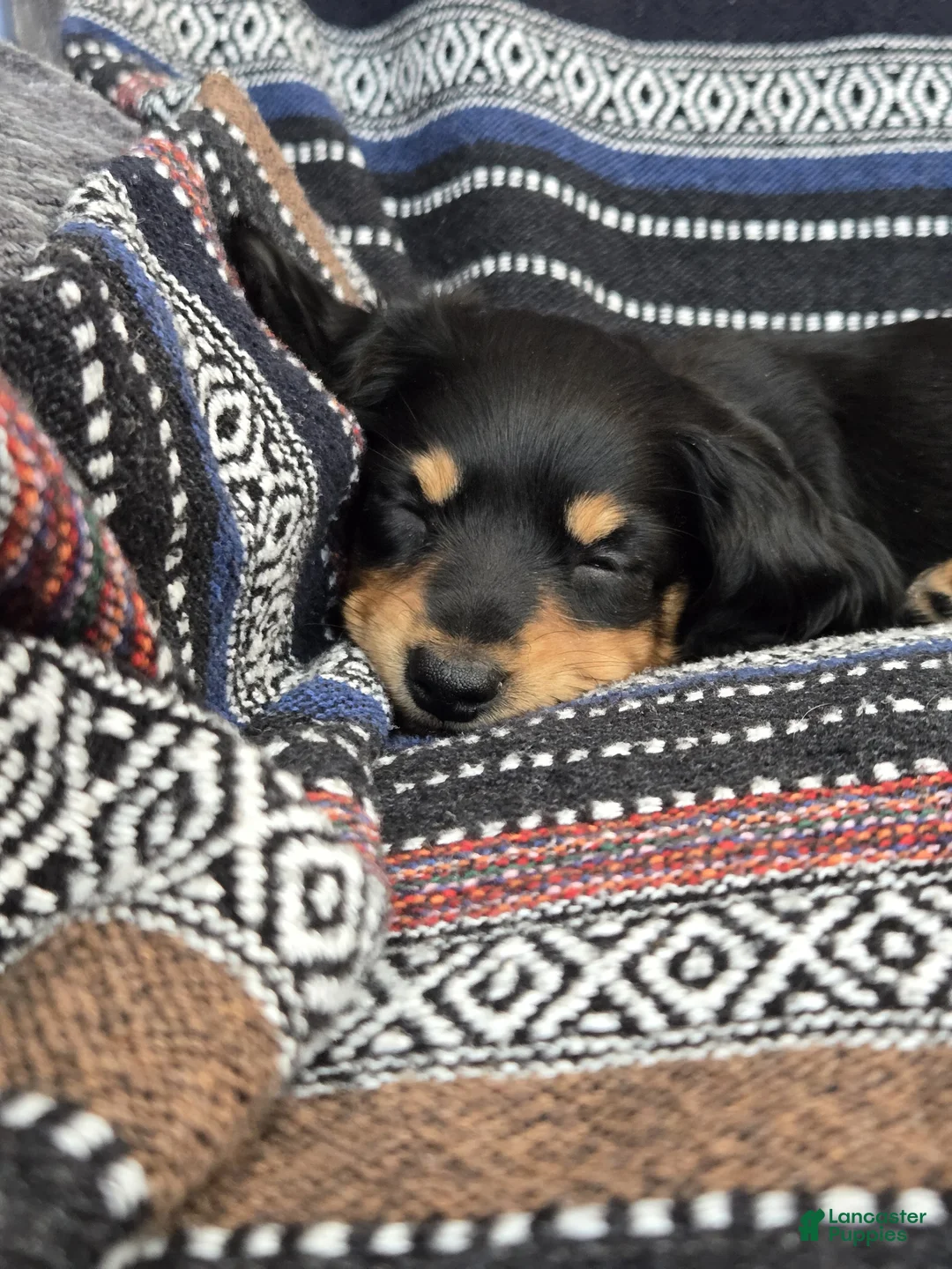 Miniature Dachshund dogs for sale: Miniature Dachshund Puppy 2 - Ad 6